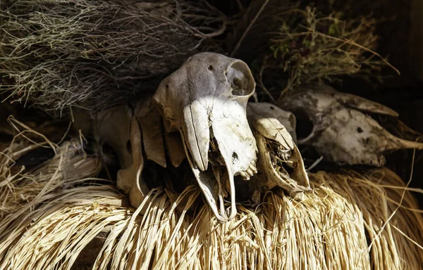 Detalhe Ossos Animais Mortos Bruxaria Superstição — Fotografia de Stock