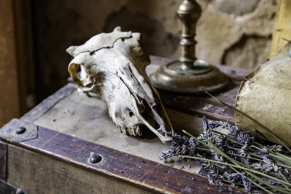 Detail Dead Animal Bones Witchcraft Superstition — Foto de Stock