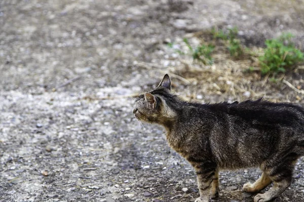 Gatti Strada Abbandonati Animali Randagi Animali Domestici — Foto Stock