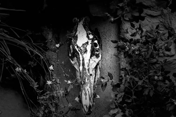Detail Dead Animal Bones Witchcraft Superstition — 스톡 사진