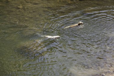 Suda oynayan ve eğlenen evcil hayvanların ayrıntıları