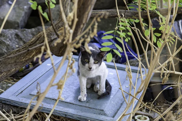 Abandoned street cats, stray animals, pets