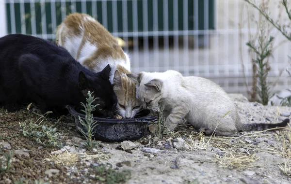 Abandoned street cats, stray animals, pets