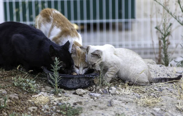 Εγκαταλελειμμένες Γάτες Αδέσποτα Ζώα Κατοικίδια Ζώα Royalty Free Φωτογραφίες Αρχείου