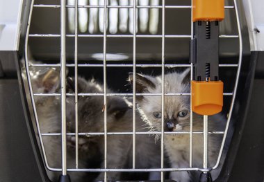 Detail of abandoned and rescued cats, adoption