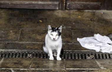 Şehirde terk edilmiş küçük kedinin ayrıntıları, yalnızlık.