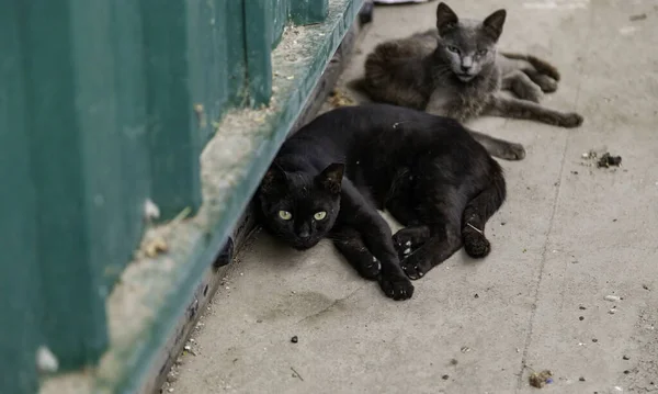 Λεπτομέρεια Της Γάτας Εγκαταλειφθεί Στην Πόλη Μοναξιά — Φωτογραφία Αρχείου