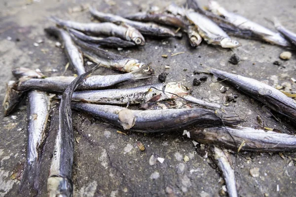 Detail Spoiled Fish Food Garbage — Zdjęcie stockowe