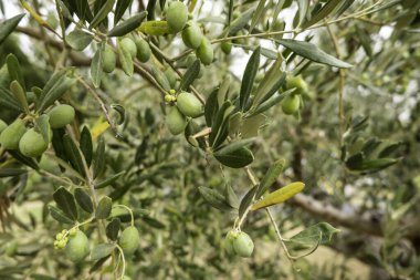 Detail of fresh fruits of an olive tree, olive oil manufacturing
