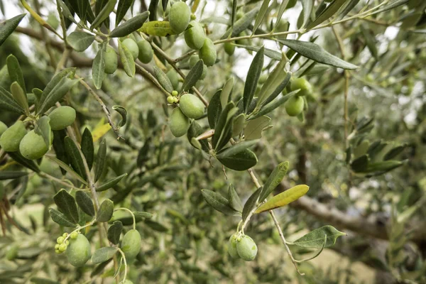 Detail of fresh fruits of an olive tree, olive oil manufacturing