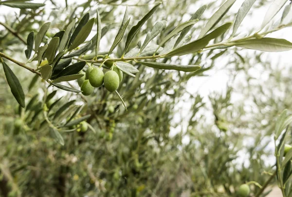 Detail of fresh fruits of an olive tree, olive oil manufacturing