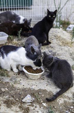 Terk edilmiş sokak kedileri, başıboş hayvanlar, evcil hayvanlar