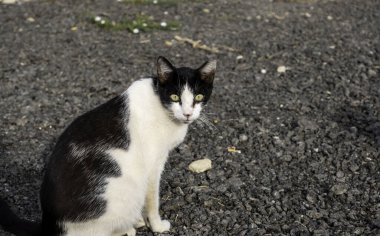 Terk edilmiş sokak kedileri, başıboş hayvanlar, evcil hayvanlar