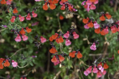 Detail of decorative colored flowers, flora