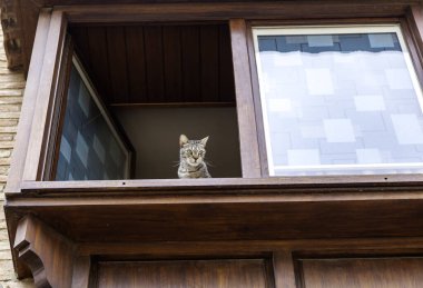 Detail of pet looking out the window, curiosity