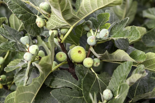 Detail of wild fruits in nature, sweet fruit