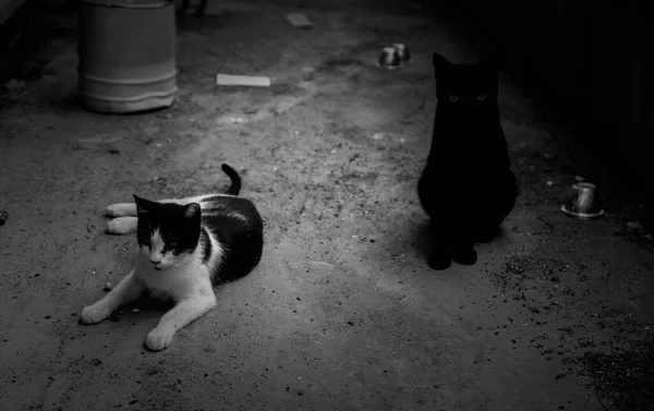 Terk edilmiş sokak kedileri, başıboş hayvanlar, evcil hayvanlar