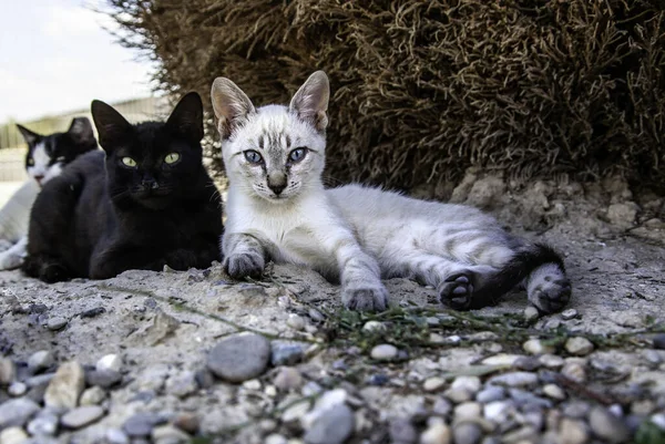 Abandoned street cats, stray animals, pets