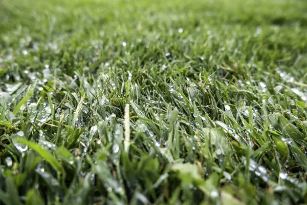 Detail Green Grass Nature Rainy Day — Foto de Stock