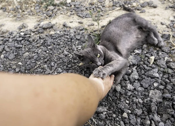 Detail Domestic Animal Biting Playing — Photo