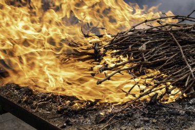 Sarmaşık filizlerinde ateş ayrıntıları