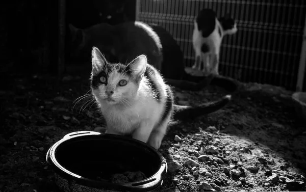 Verlaten Straatkatten Zwerfdieren Huisdieren — Stockfoto
