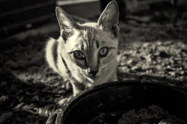 被遗弃的街头猫 流浪动物 — 图库照片