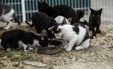 Terk edilmiş sokak kedileri, başıboş hayvanlar, evcil hayvanlar