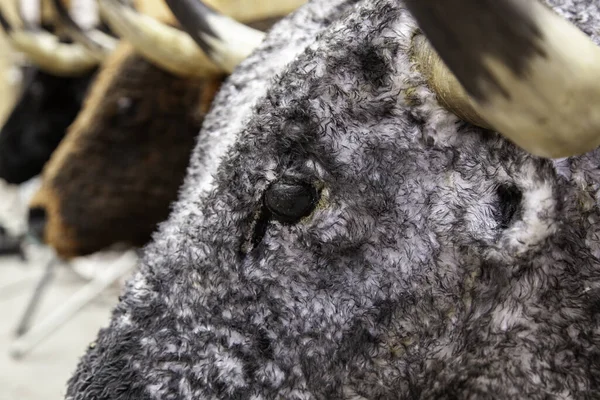 Detail Divokého Nebezpečného Zvířete Španělská Tradice — Stock fotografie