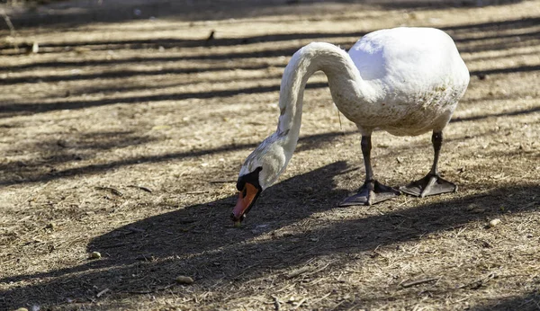 Divoký Pták Detail Přírodě — Stock fotografie