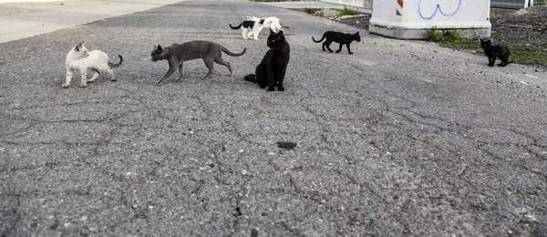 Verlassene Straßenkatzen Streunende Tiere Haustiere — Stockfoto