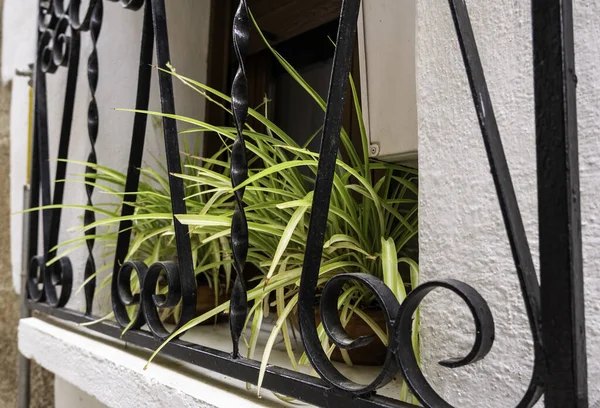 Détail Décoration Avec Des Plantes Dans Une Fenêtre — Photo
