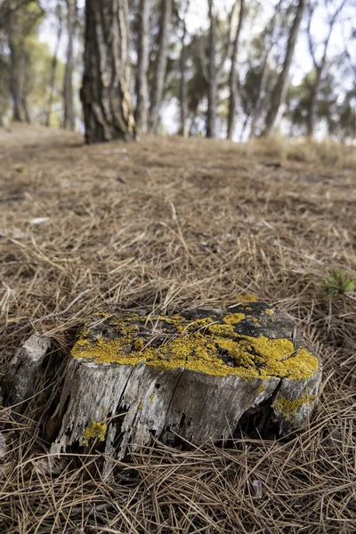 Dettaglio Albero Tagliato Una Vecchia Foresta Natura — Foto Stock