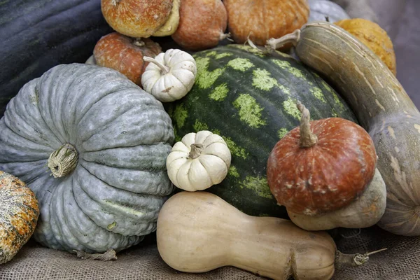 Detail Different Types Pumpkins Market — Stock Photo, Image