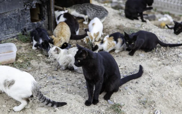 Sokaktaki kedi kolonisi, terk edilmiş vahşi hayvanlar, veba
