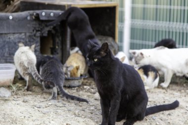Sokaktaki kedi kolonisi, terk edilmiş vahşi hayvanlar, veba