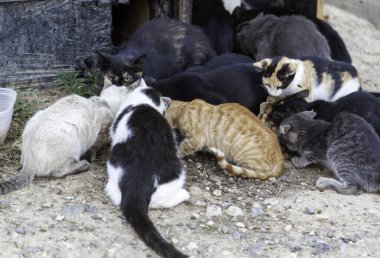 Sokaktaki kedi kolonisi, terk edilmiş vahşi hayvanlar, veba