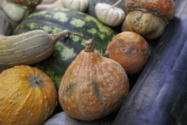 Detail Different Types Pumpkins Market — Stock Photo, Image