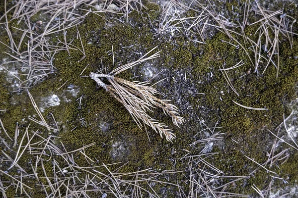 Dettaglio Pinoli Natura Ambiente — Foto Stock