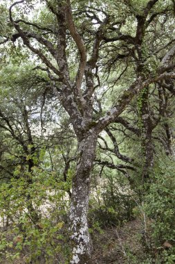 Doğadaki yaşlı ağacın ayrıntıları, dağdaki orman...