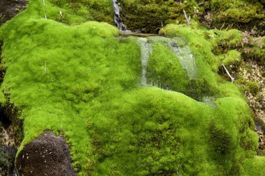Doğal suyun ayrıntıları doğaya ve çevreye düşer.