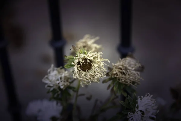 Detalj Gamla Döda Och Torra Blommor Död Växt — Stockfoto