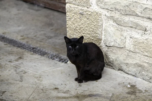 Elhagyott Utcai Macskák Kóbor Állatok Háziállatok — Stock Fotó