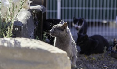 Sokaktaki Rus kedisinin ayrıntıları, egzotik hayvanların terk edilmesi.
