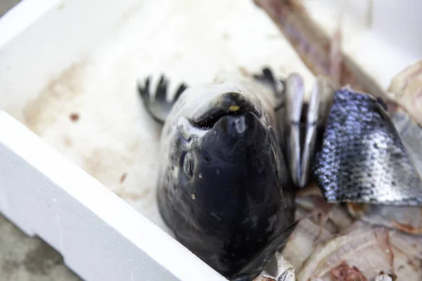 Szczegóły Dotyczące Ryb Złym Stanie Śmieci Zanieczyszczenia — Zdjęcie stockowe