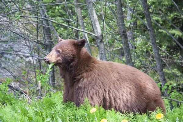 Orso bruno Immagine Stock