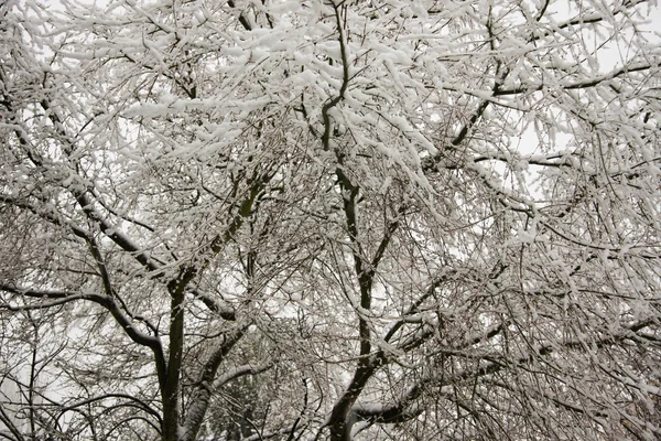 Pełne drzewo śniegu Zdjęcie Stockowe