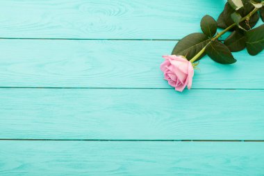 Mavi ahşap arka planda pembe gül. Sevgililer Günü. Üst görünüm ve kopyalama alanı.
