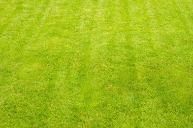 Yeşil çimen arkaplan kopyalama alanı üst görünüm