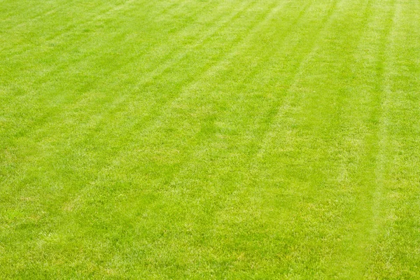 Green Grass Background Copy Space Mock Top View — Stock Photo, Image